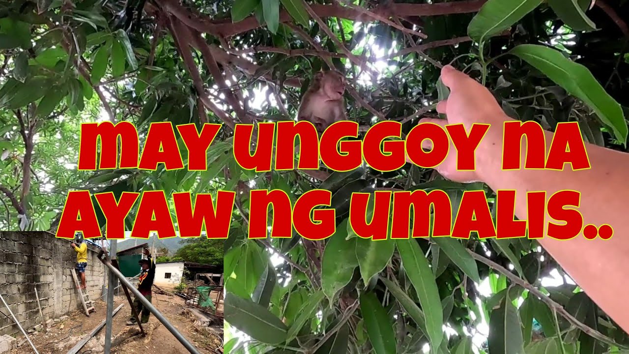 Update sa chicken housing | May unggoy sa farm, nasa puno ng manga