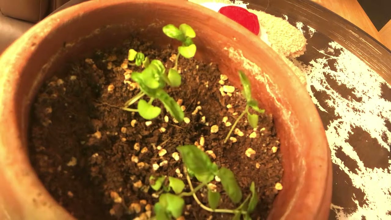 Sunflower Growing
