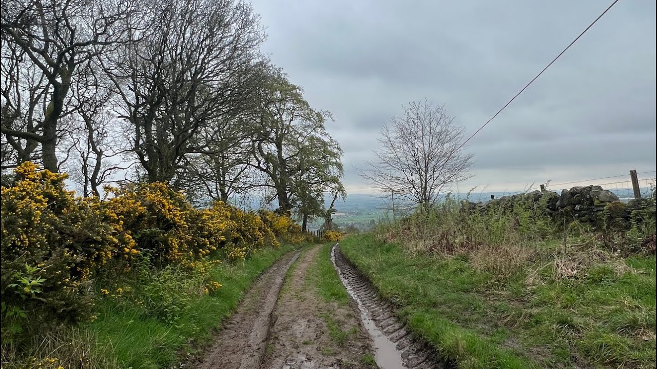 Deer spotted  | Alyth village |Scotland