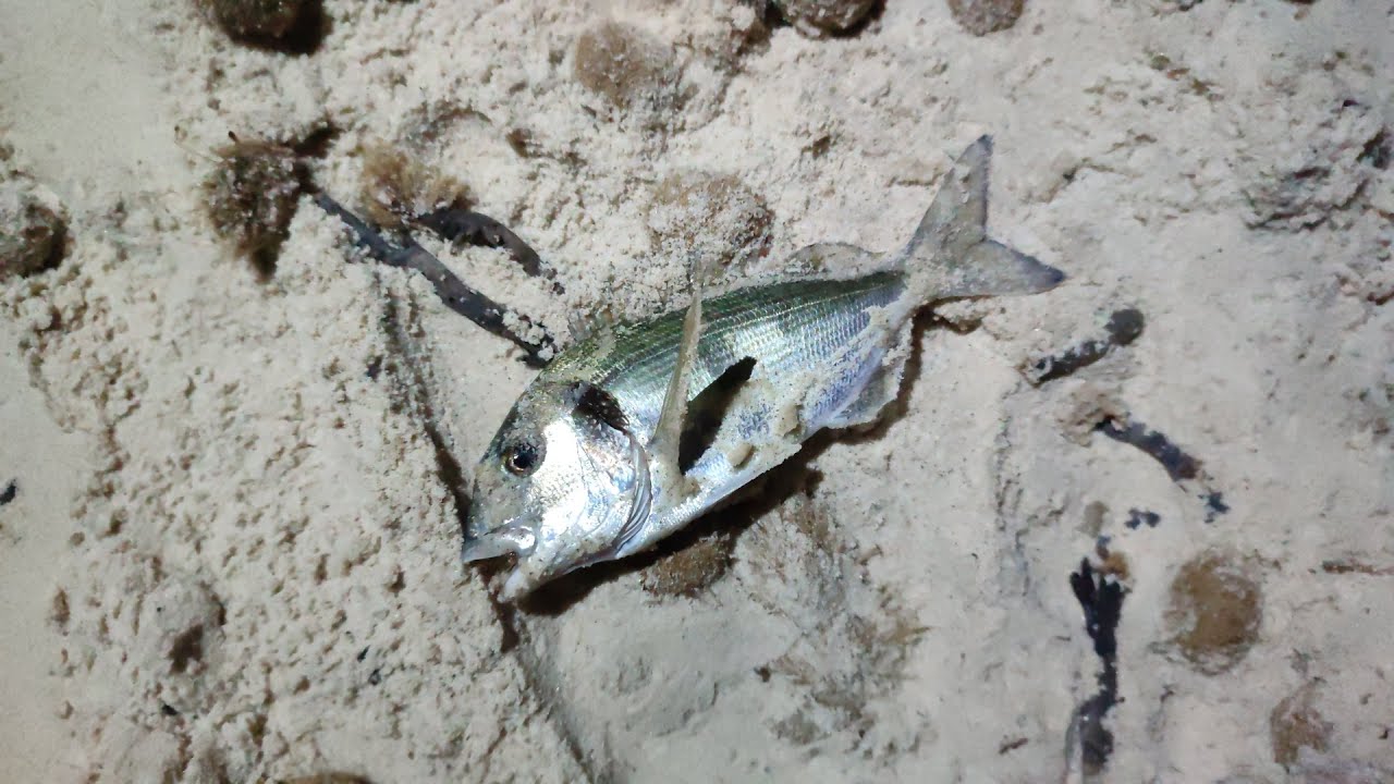 #18 Sortie de pêche à korba 