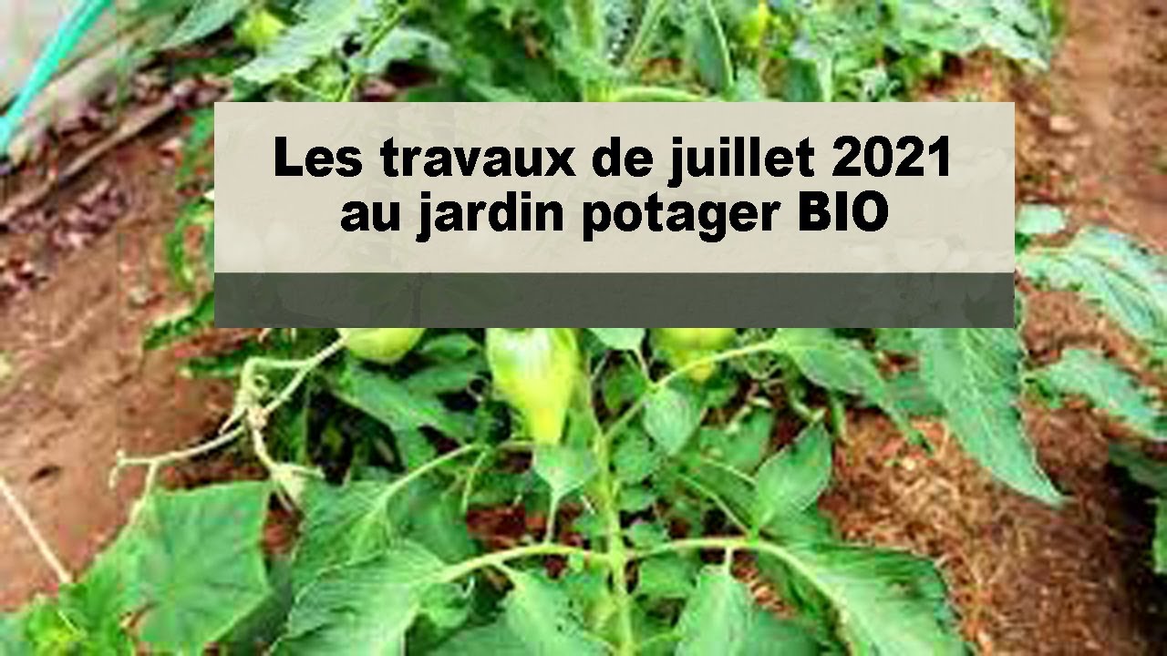 Travaux de juillet 2021 au potager BIO