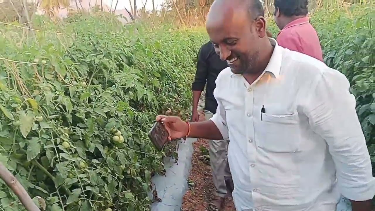 Esha jayaho tomato 9052900896 pavagada nursery 