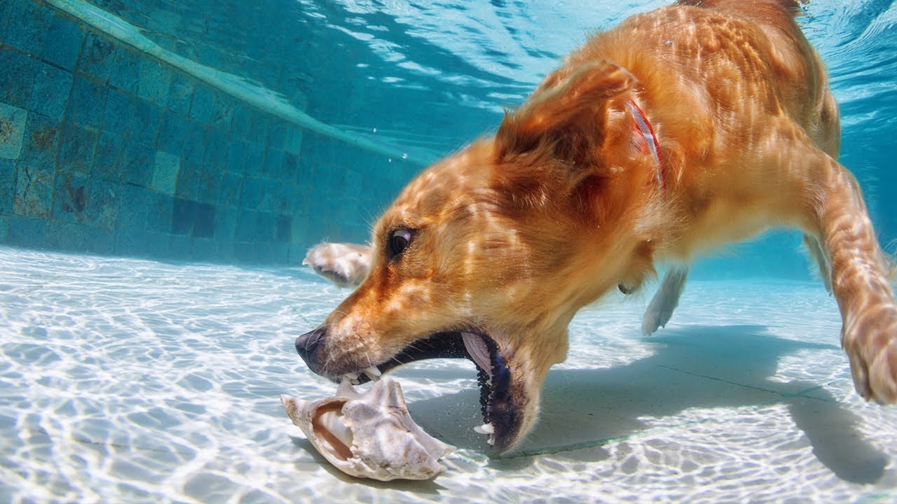 Почему подростки-золотистые ретриверы — худшие