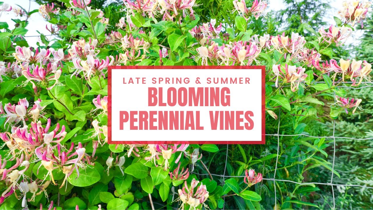 Late Spring and Summer Blooming Perennial Vines 🌸🌼 Spring Garden Ideas✨