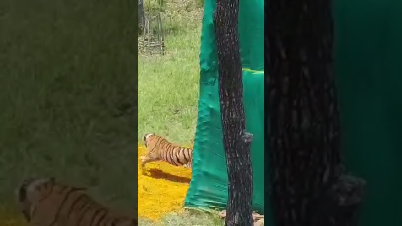 Tiger release in forest #yt #youtubeshorts #forest #nightcore #jungli #ytshort ytshortindia