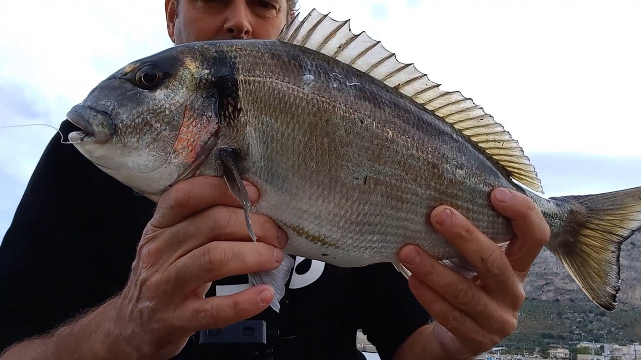 Bellissima orata di 1,5 kg a rockfisfing - pesca a fondo in porto.