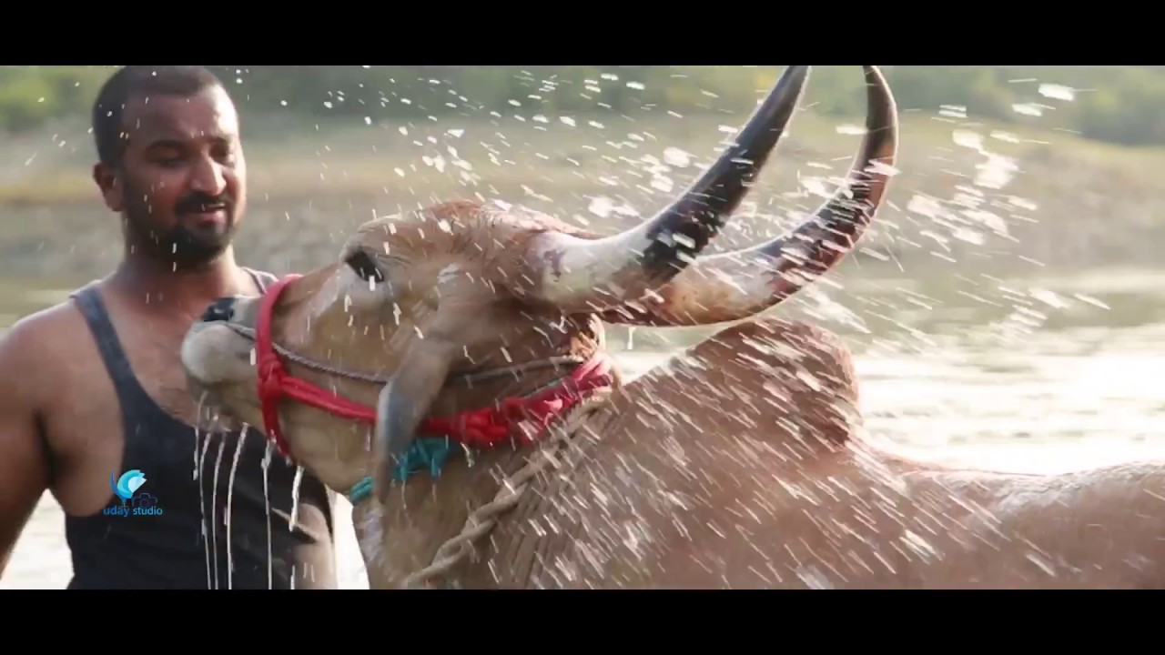 Save jallikattu bulls from slaughter....,