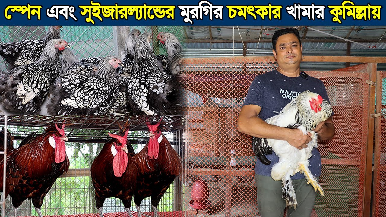 সুইজারল্যান্ড প্রবাসীর ব্রাহামা মুরগি সহ বিভিন্ন প্রজাতির বিদেশি মুরগির খামার।Fancy Morgi