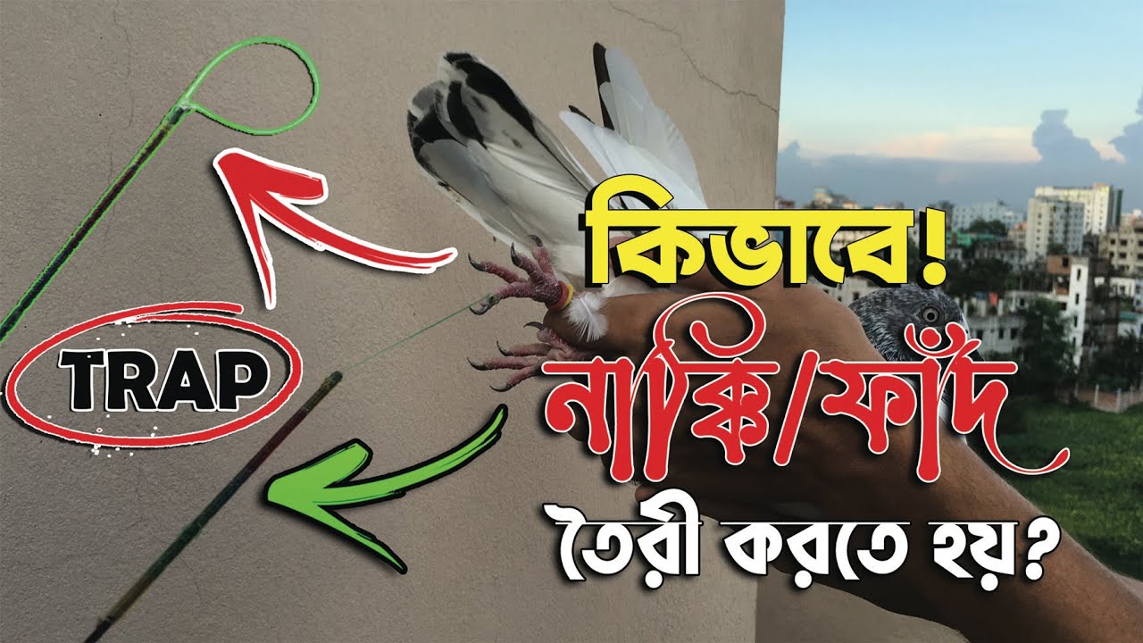 How to make Pigeon Trap Naki 2021