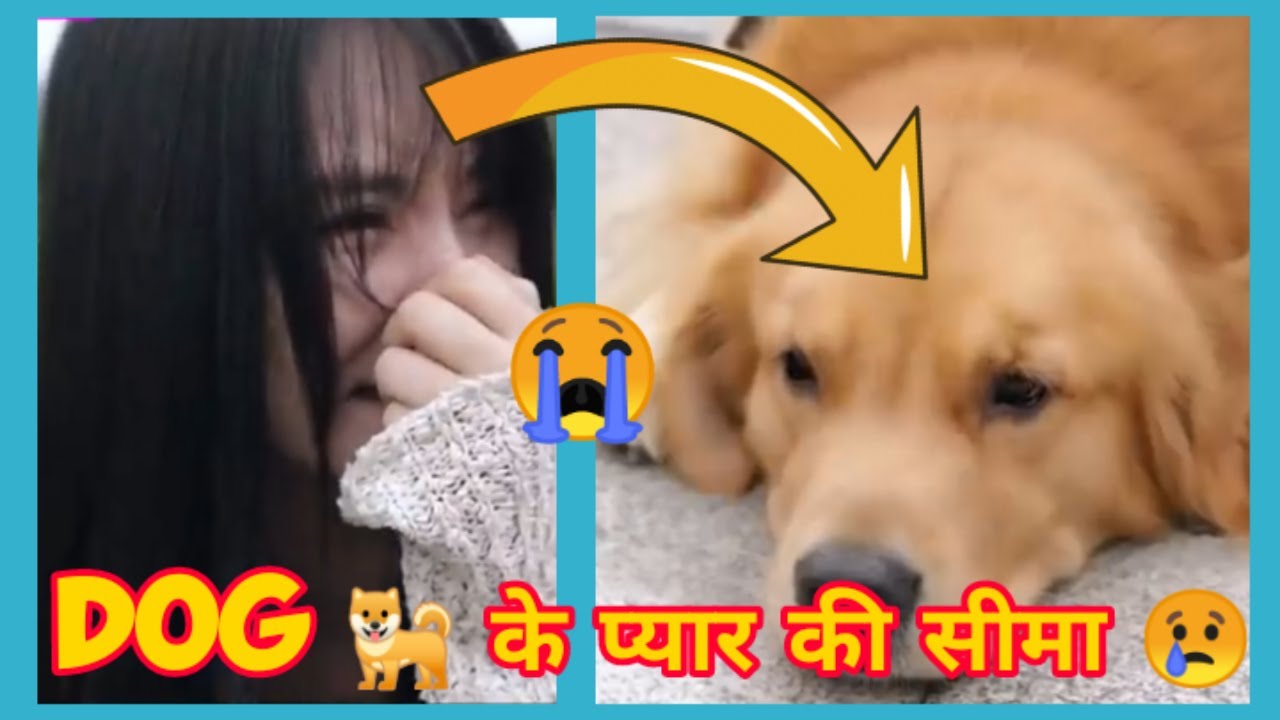 बेचारे Dog के साथ ऐसा क्यों हुआ 😭| Dog's Love Heart Touching Story That Will Make You Cry| #shorts