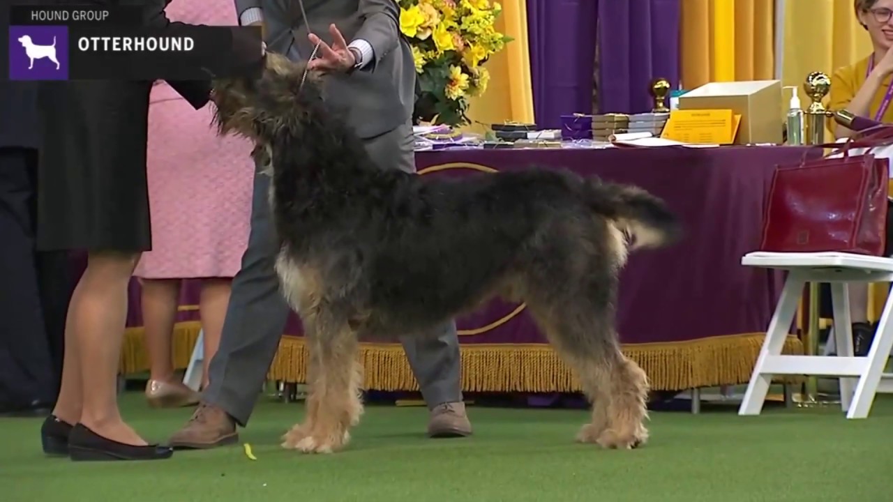 Otterhounds | Breed Judging 2020