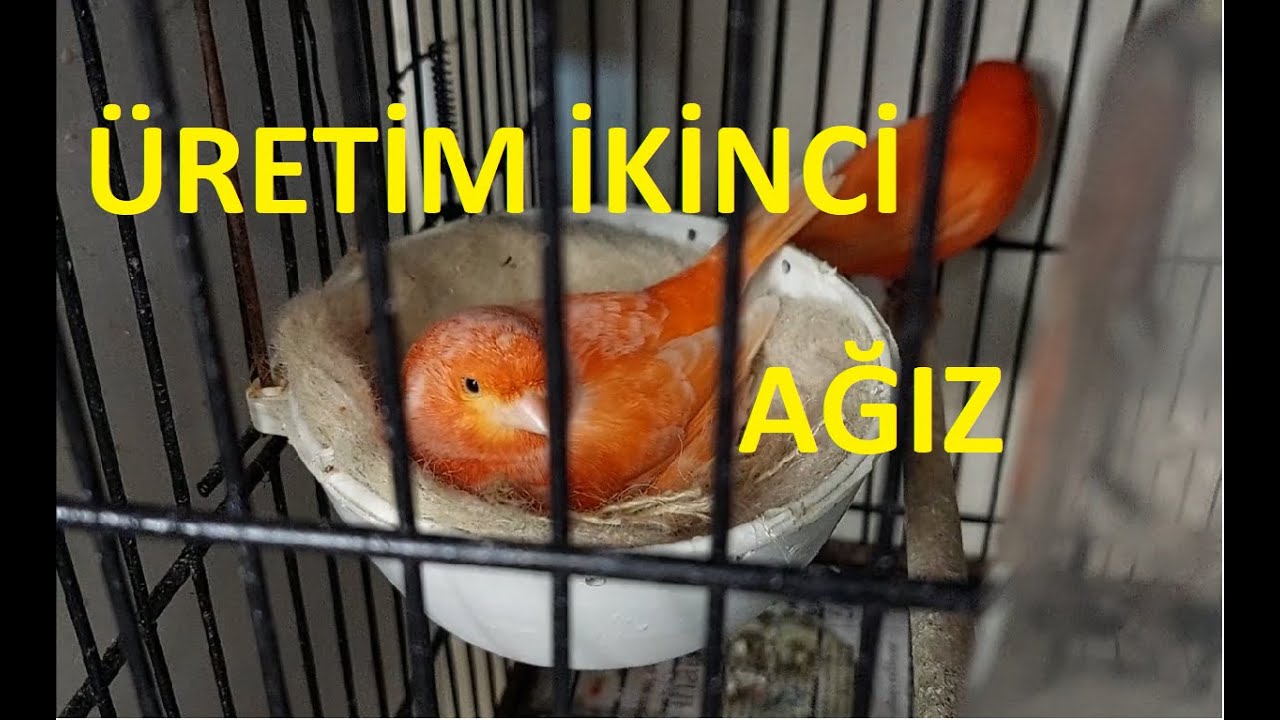 Kanarya Bakımı Kanarya Üretim(İkinci Ağız İçin Ne Zaman Yuvalık Takılmalıdır)