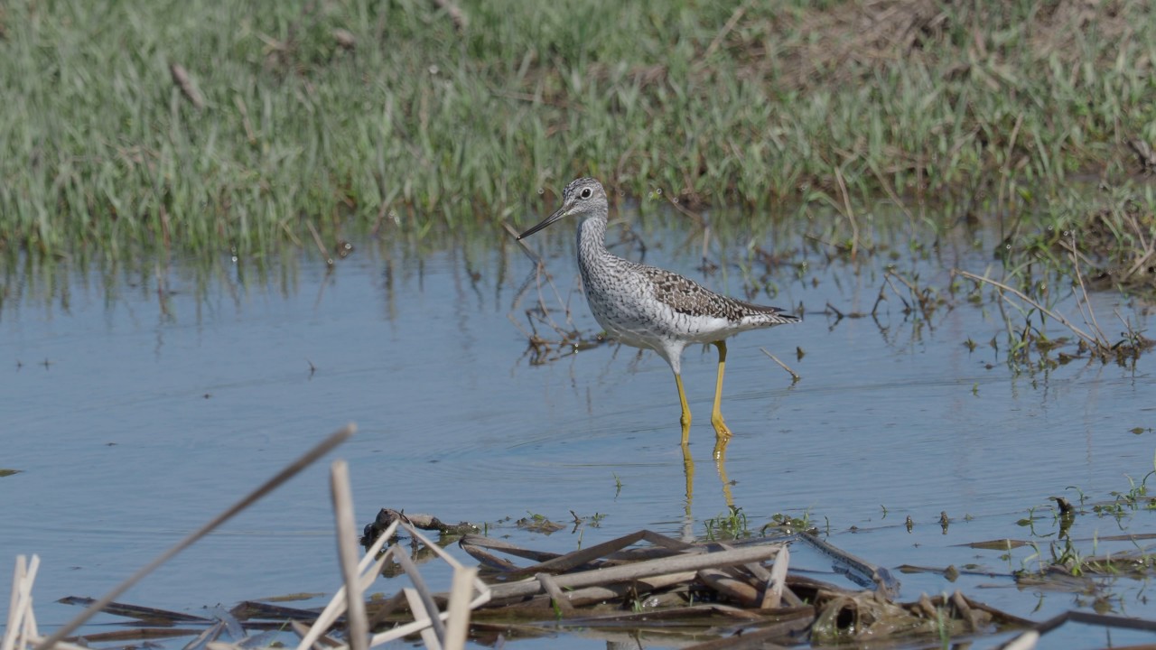 Greater Yellowlegs at I20 wildlife preserve 4-8-17 E-m1ii 300f4 Pro and 1.4x c4k