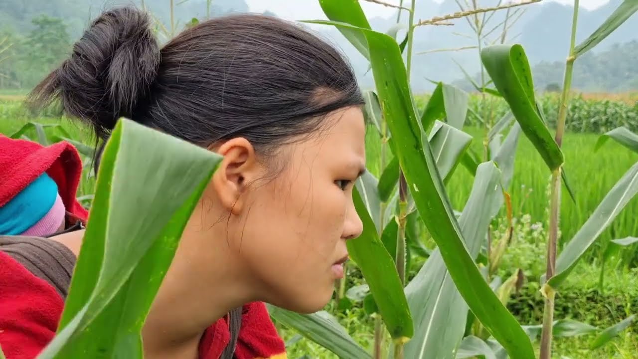 Single mother harvests corn to sell at market Sell | raising two small children | Triệu Kim Thảo