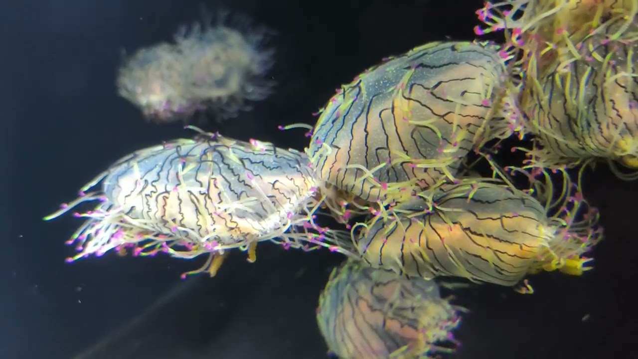 ギネスにも認定されたクラゲで有名な加茂水族館に行ってみた！