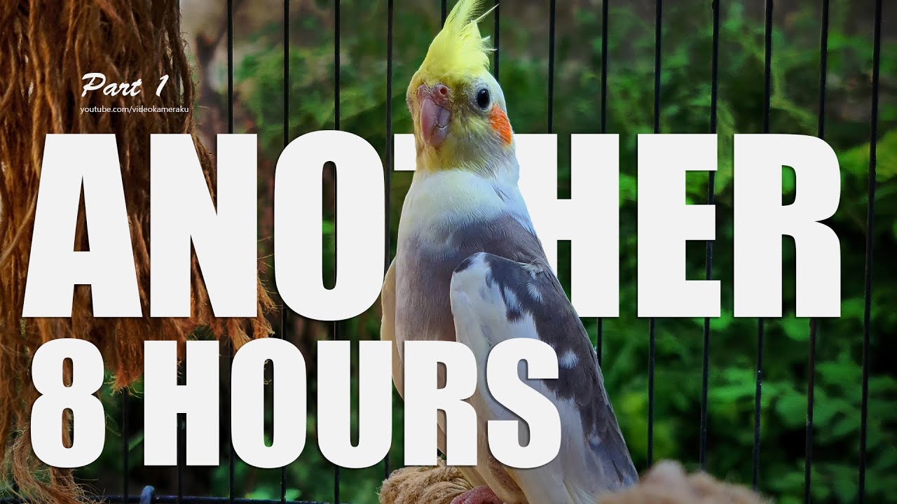 Cockatiel Singing Sounds: A Handsome Male Cockatiel - Part 1