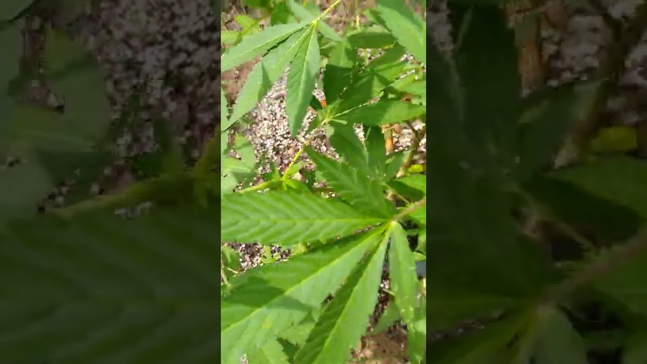 2022 outdoor grow update episode 3