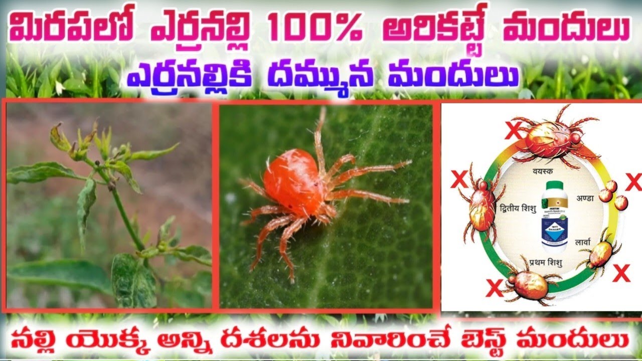 #మిరప #ఎర్రనల్లి  అన్నిదశలు నివారణకు బెస్ట్ మందు#నల్లి 100% కంట్రోల్ #harshafarming #redmites #mites