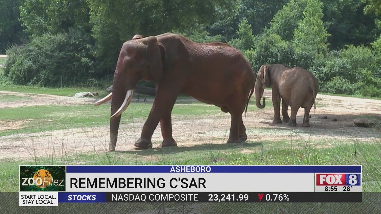 Remembering C'sar, the North Carolina Zoo's beloved elephant