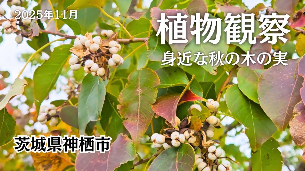 【植物観察】公園で見かける身近な秋の木の実　モチノキ、ムクノキ、ナンキンハゼ等　2025年11月
