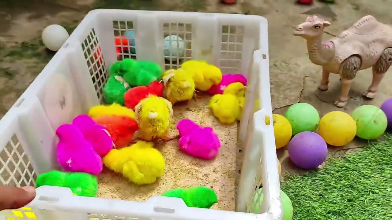Радужные цыплята играют вместе || Красочная сцена с игрушечными радужными цыплятами
