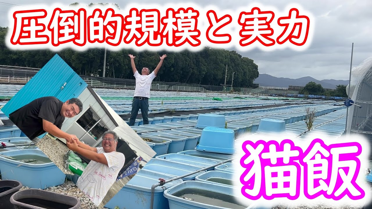 【めだか】静岡の巨星　猫飯に「超緑光ラメ」を見に行きました。Ｂ型おやじ