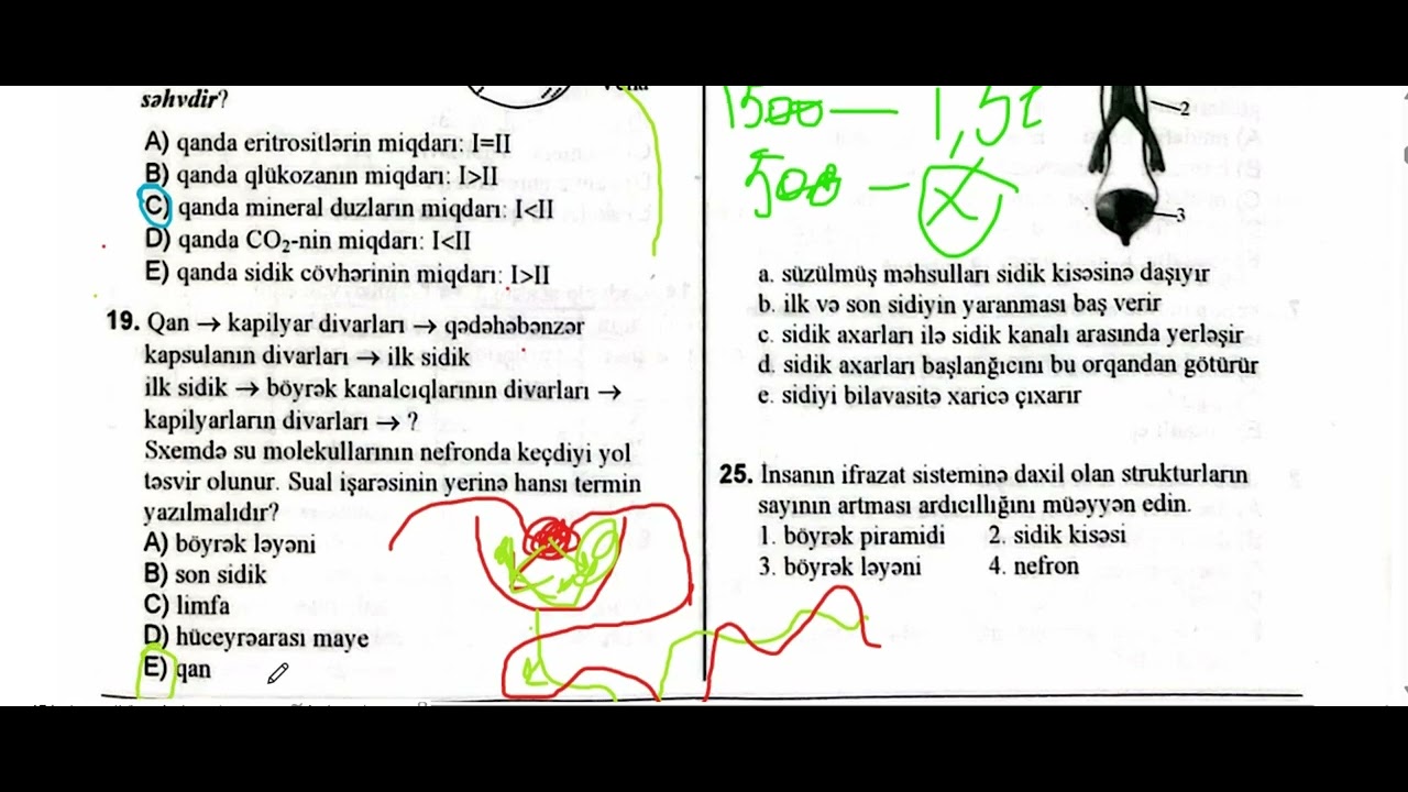 ifrazat sistemi. Sidiyin əmələ gəlməsi. DİM
