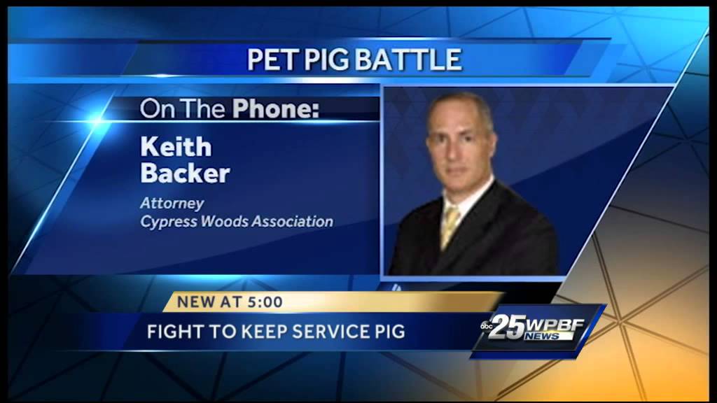 Family fighting to keep pet pig
