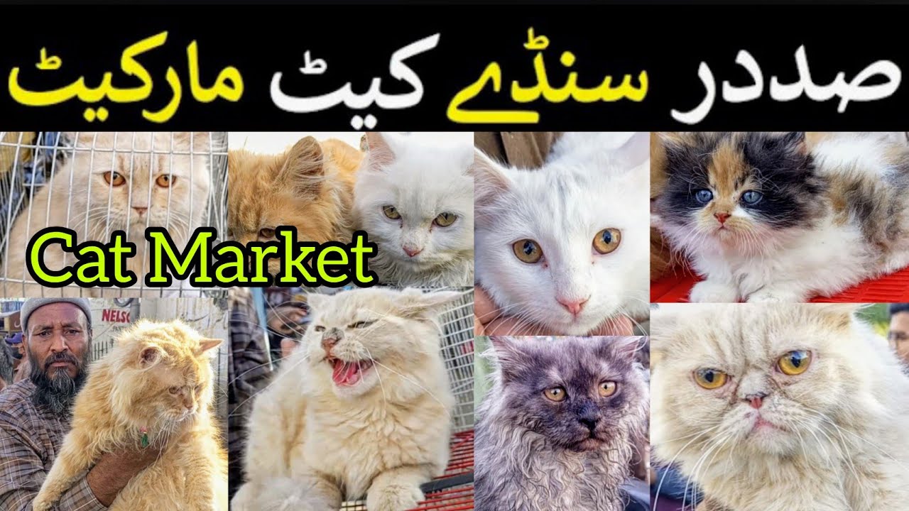 Karachi Cheapest Cat Market Pakistan || Billi ki Market Karachi || 03 March 2024 