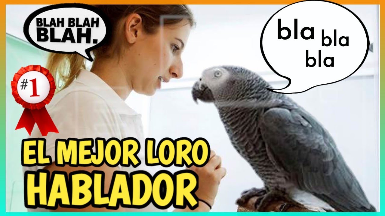LORO YACO HABLANDO - Loro Gris Africano el mejor hablador 🐦🗣️