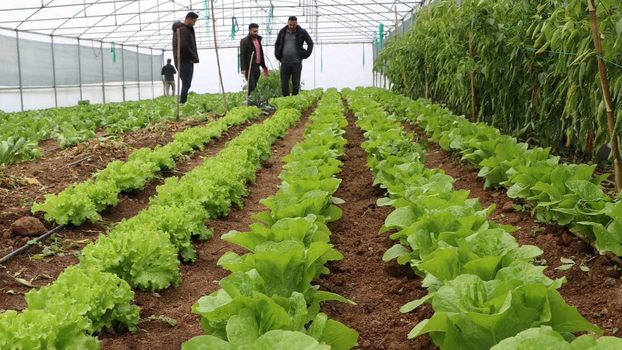 Hakkari'de terörden kurtulan Derecik, seracılığın merkezi oluyor