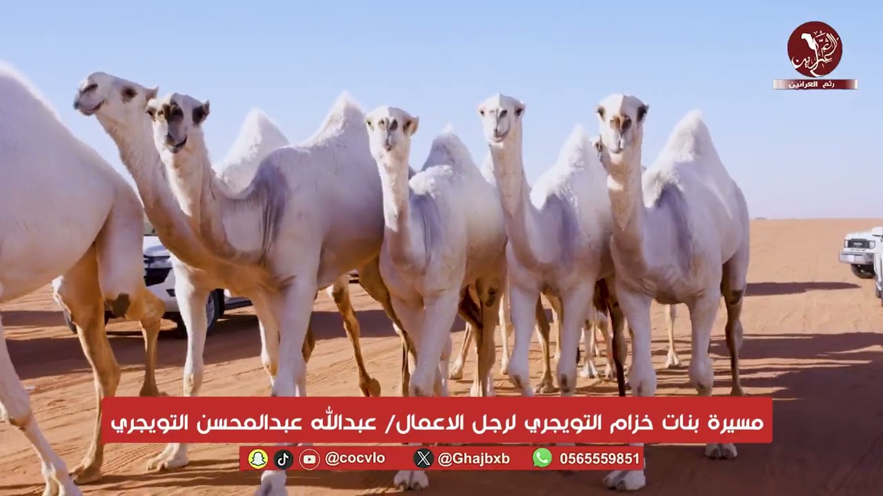 مسيرة بنات خزام التويجري لرجل الاعمال/ عبدالله عبدالمحسن التويجري مهرجان الملك عبدالعزيز للإبل 10