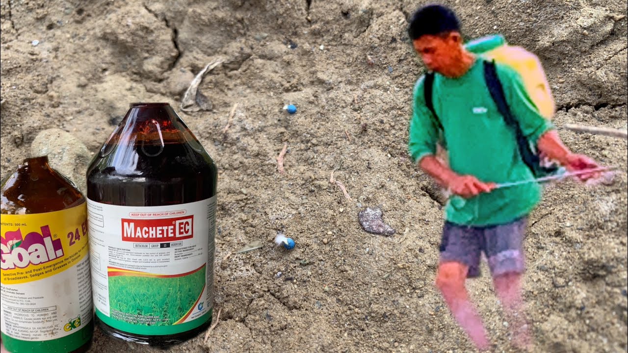 Bilis pagka tubo Pechay day-2 Meron nq agad & apply herbicide goal machete herbicide save time 25ltr