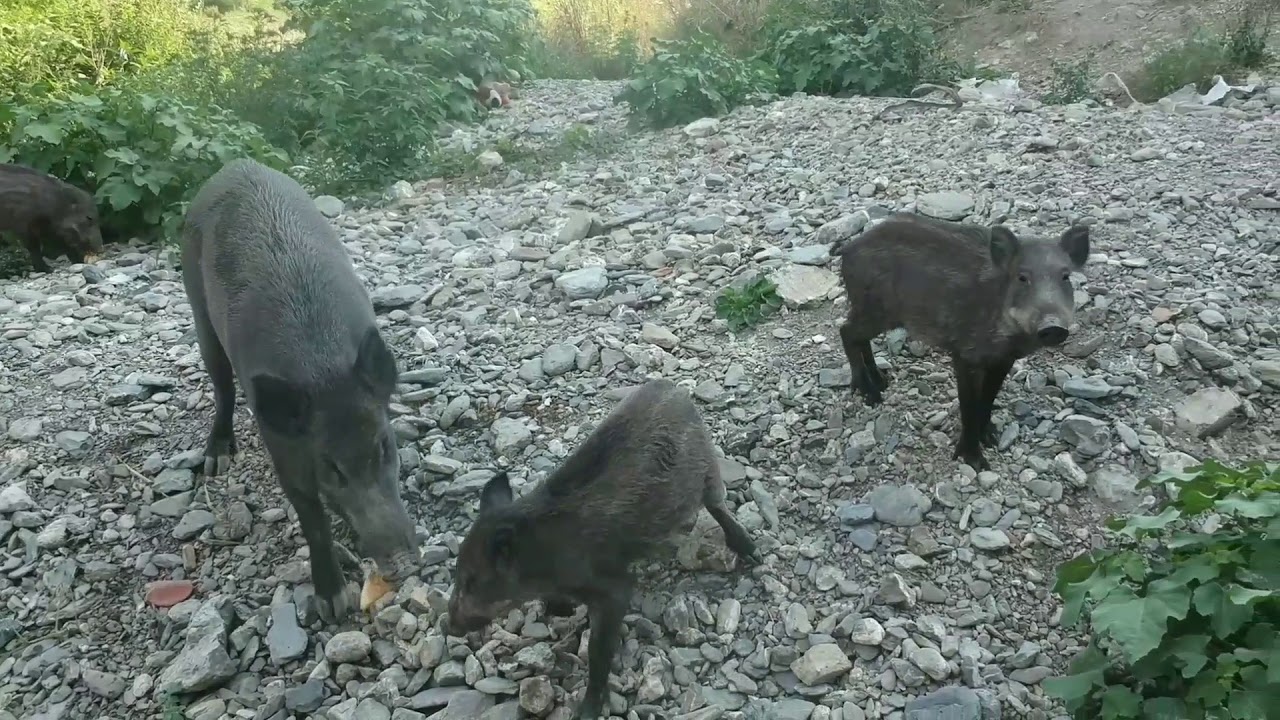 Riprese aeree con drone, di animali, molto ravvicinate,