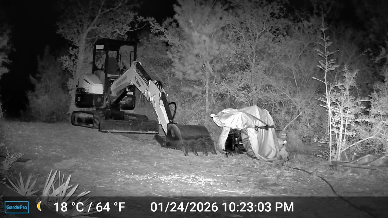 Bobcat Sighting (January 24, 2026)