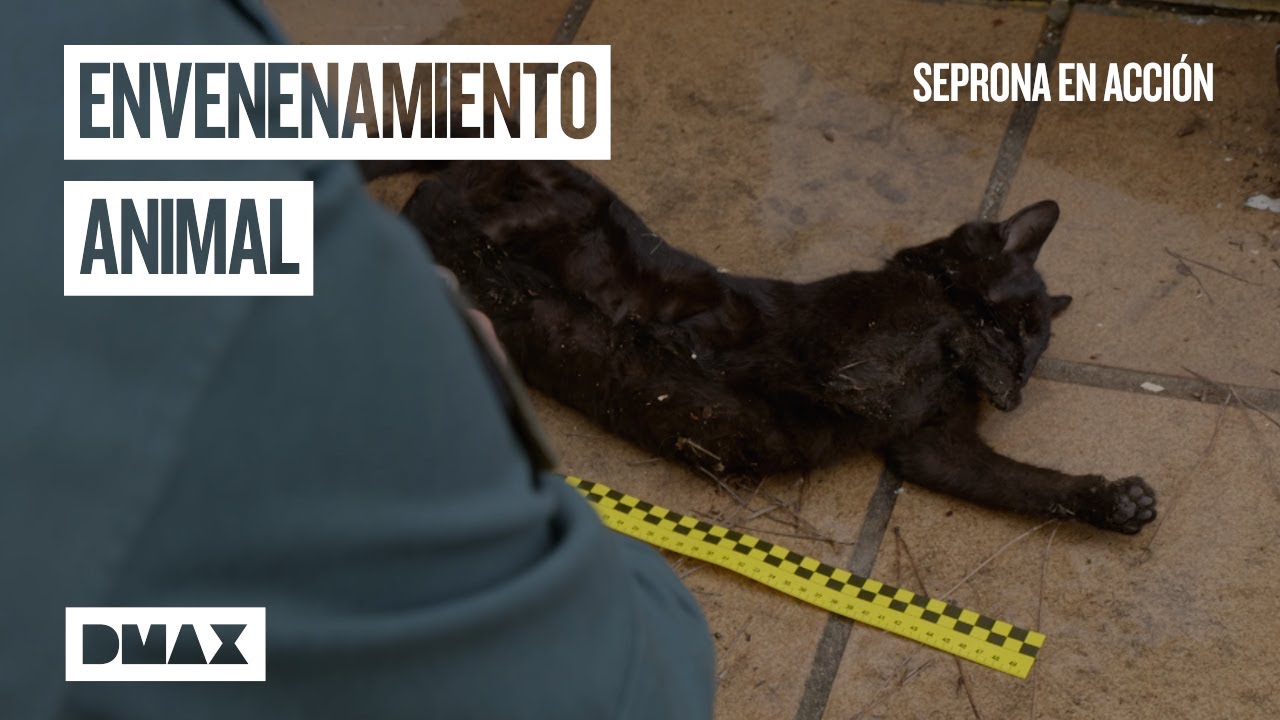 Colonias de gatos envenenadas, venta ilegal de pájaros y enfrentamientos | Seprona en acción