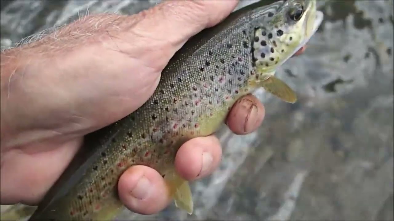 pilou34 présente sortie pêche du 22 juin 2022 dans le 34