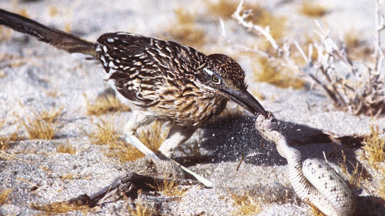 Der Schnelle Und T&ouml;dliche Kalifornische Kuckuck (Roadrunner)