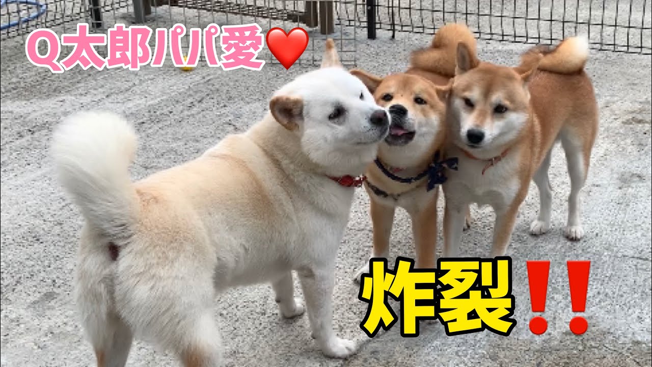 柴犬散歩のあとの茶太郎のQ太郎パパ愛炸裂！