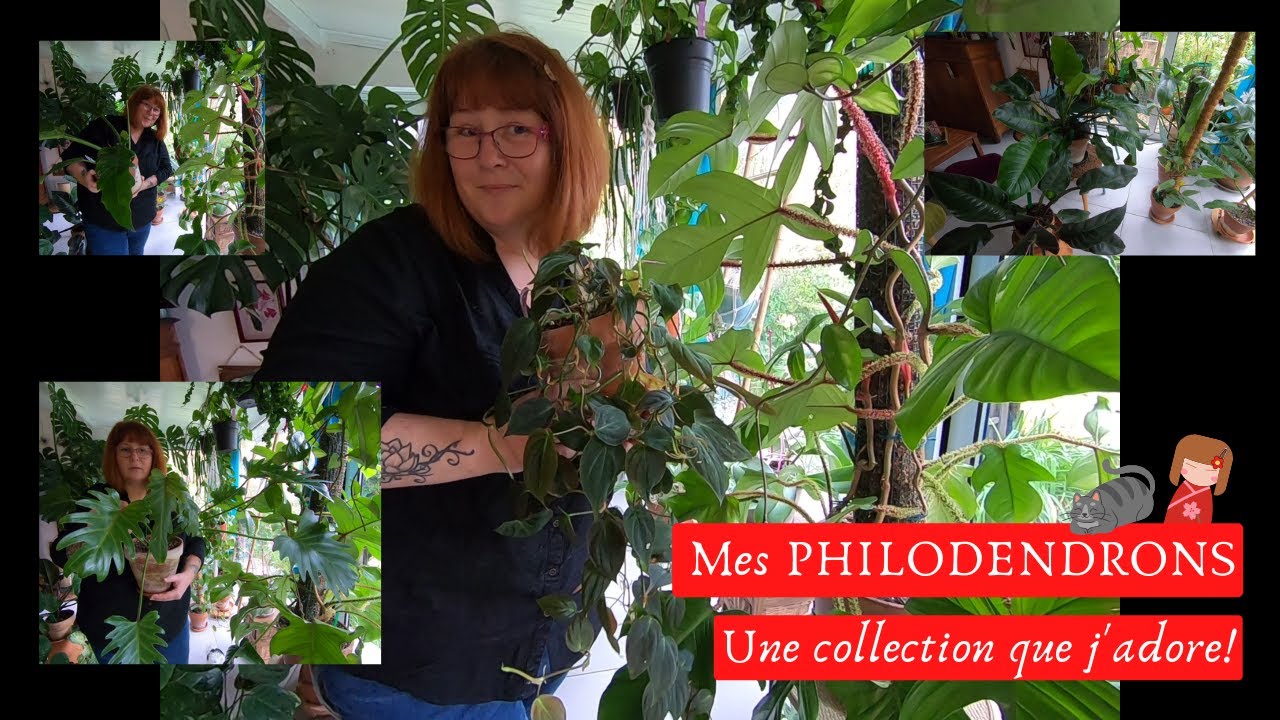 🌿Mes PHILODENDRONS🌿 Une collection de plantes que j'adore🌿