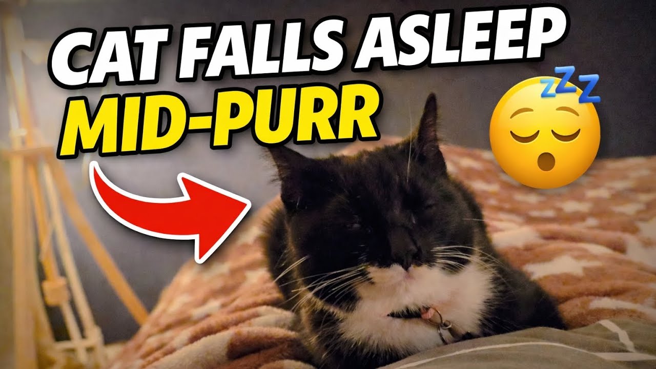 My Cat Nala Falls Asleep While Purring 😴