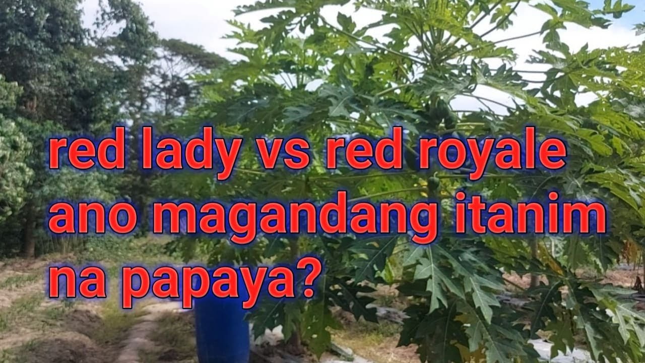 red royale and red lady papaya comparison