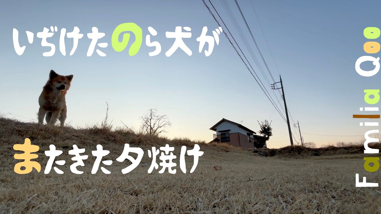 いぢけたのら犬がまた来た夕焼け【M.ダックスと近所ののら犬】