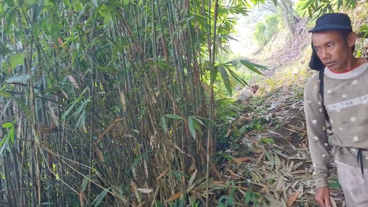 🤩🤩🤩 Buat jalan untuk Buka lahan tanam kelapa #banyumas #cigriyeng #agrikultur #petani #pertanian 