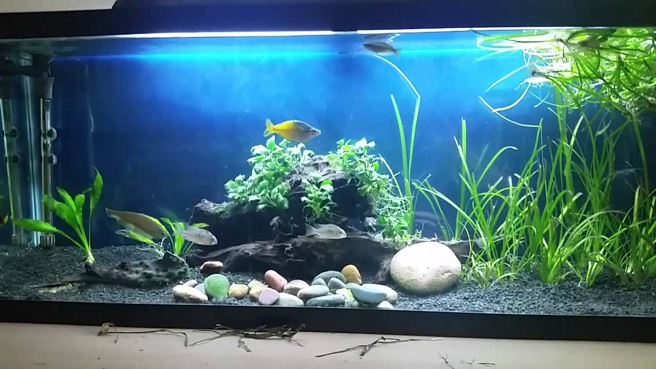 Planted Tank Overhaul With Eco Complete