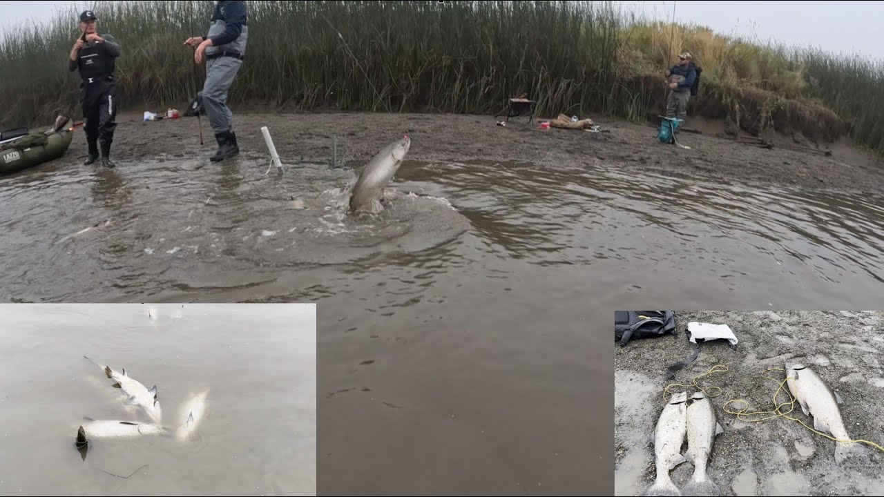 King/Chinook Salmons #fishing is fun