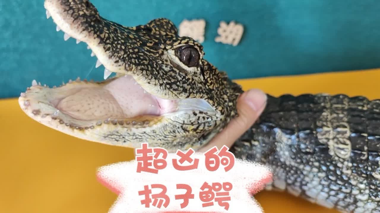 养一只超级凶猛的扬子鳄是什么体验