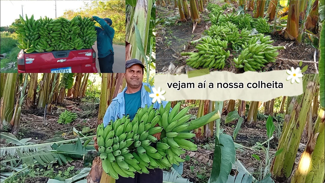 MAIS UM DIA DE COLHEITA Abençoada, dois milheiros de banana muito boa.