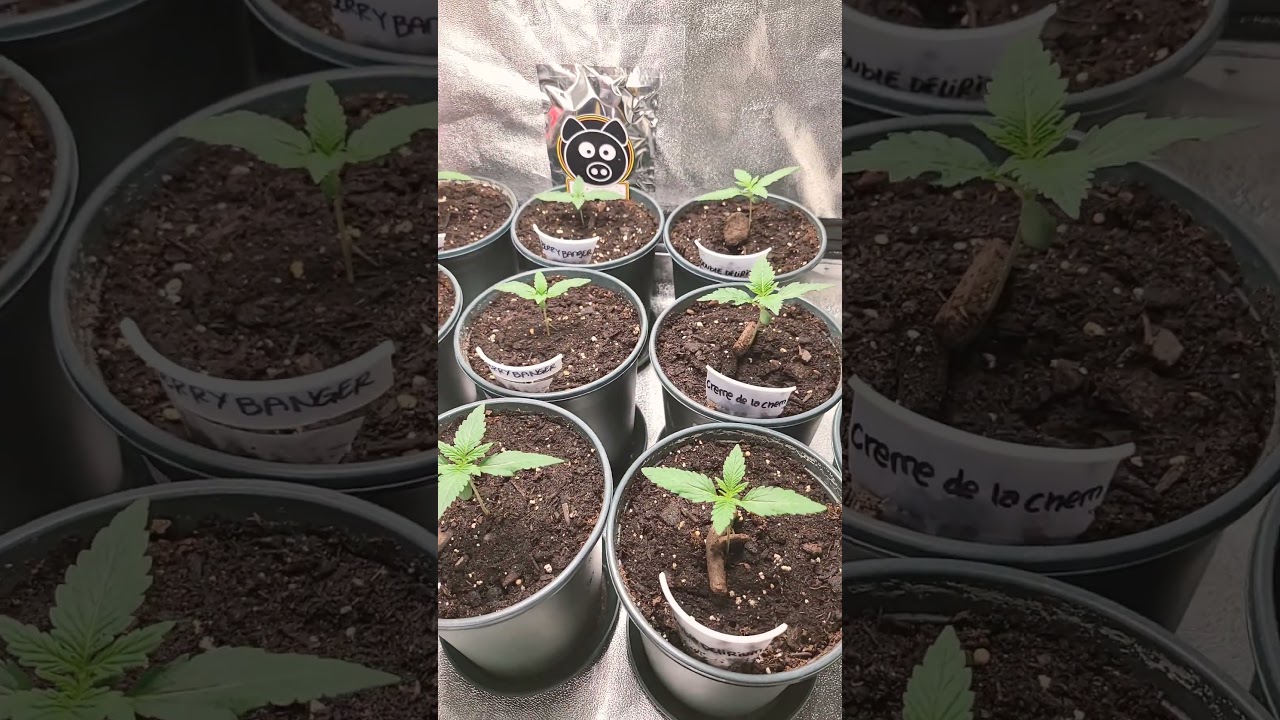 Autoflower Day 14 From Seed #spiderfarmerled #garden #today #shorts #grow #plants #sf1000 #nature