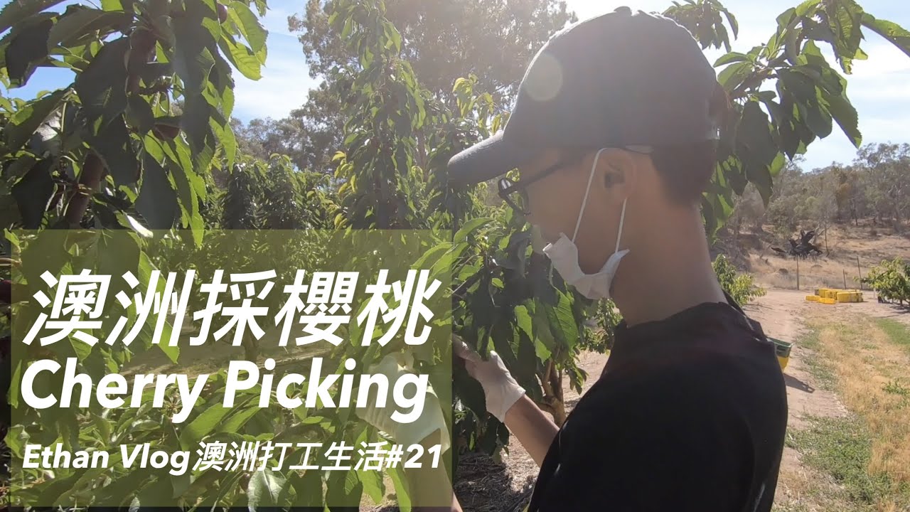 澳洲打工採櫻桃/Cherry Picking